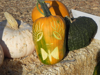 Sun Guy carved Pumpkin,  Nipomo Pumpkin Patch best carving idea